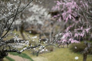 20170317　梅林の梅の花 (3)